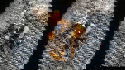 Nokia Dot